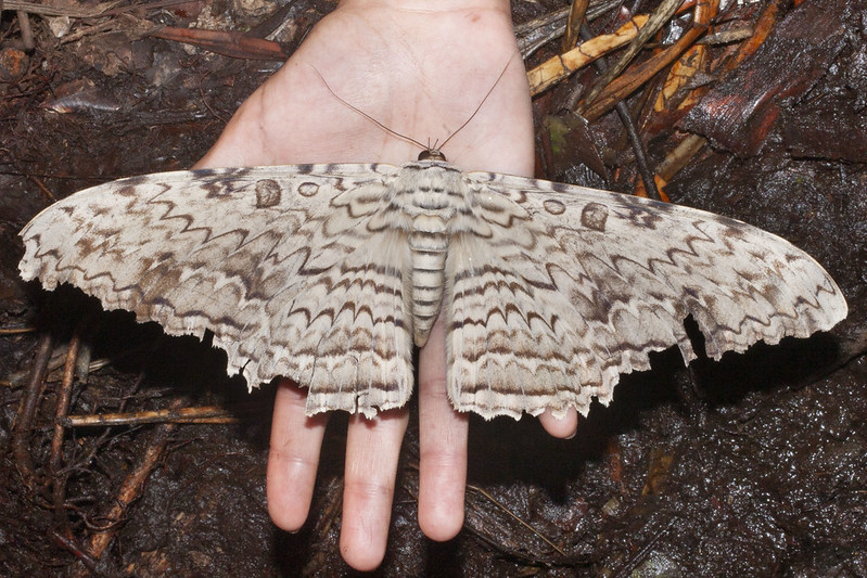 Maior mariposa do mundo pode ser encontrada na Amazônia