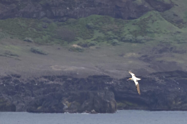 Massacre e Renascimento na Ilha das Aves