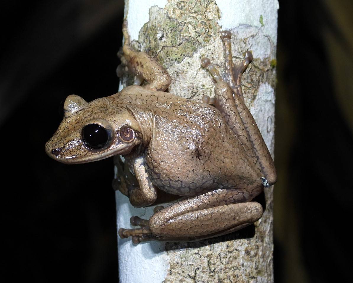 Nova espécie de anfíbio do Cerrado é nomeada em homenagem à (mitológica?) guerreira do Grande Sertão