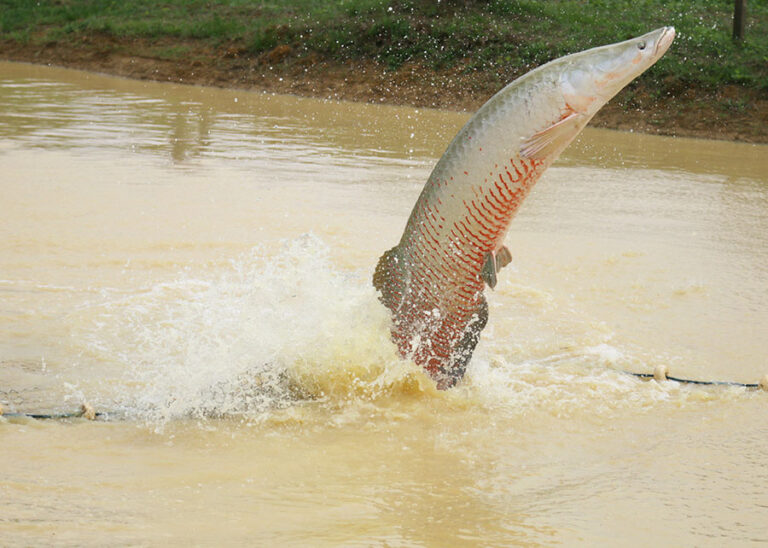 Pesquisadores desenvolvem métodos para auxiliar na reprodução artificial do pirarucu