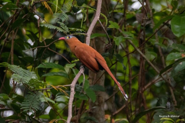 Plumagem atrativa: conheça o chincoã-de-bico-vermelho