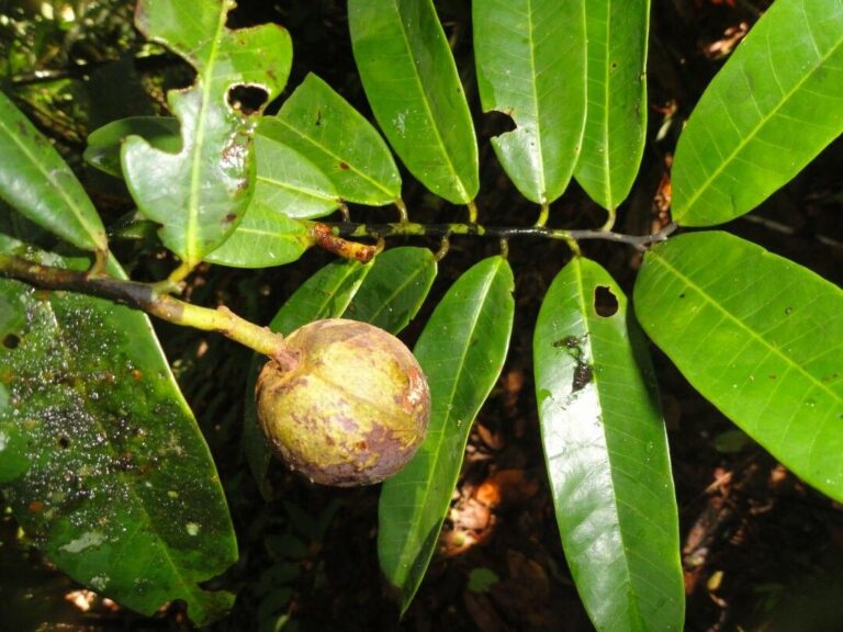 Portal Amazônia responde: o que é o paricá?