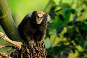 Primatas do Parque Estadual do Rio Doce ganham guia de identificação