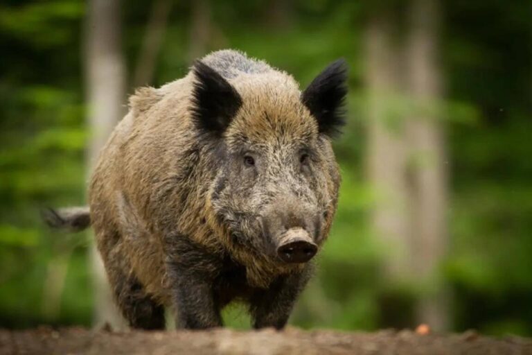 Proposta para matar um milhão de javalis é um “tiro no escuro”