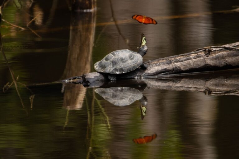 Reserva é fonte de água e importante para preservação no Peru