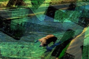 Struggling to escape irrigation canals until dying