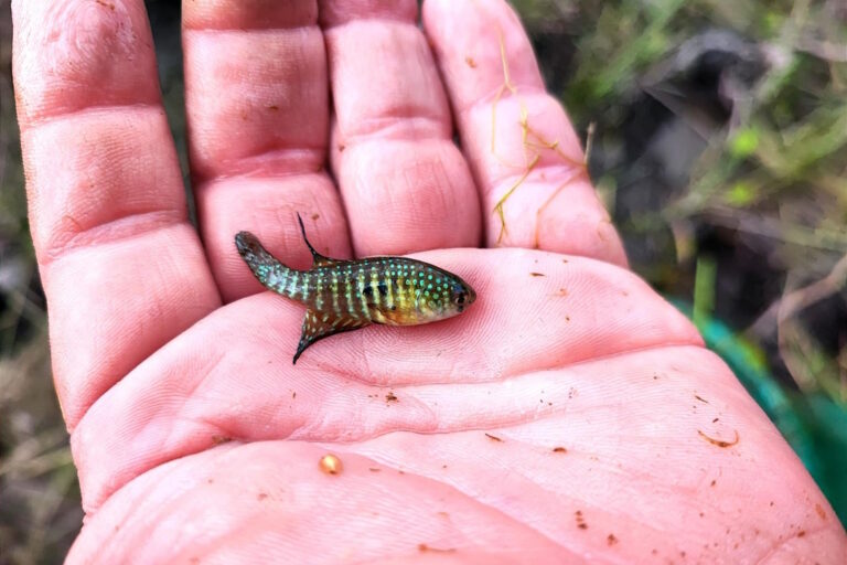 Uma arca ou uma Ubá?