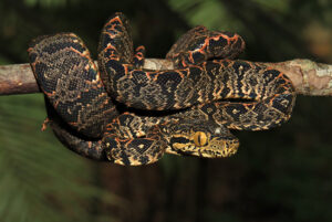 o que se sabe sobre as espécies na Amazônia