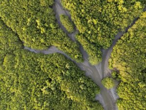 A Natureza como Sujeito de Direitos: Mudança Conceitual ou Marketing Ecológico?