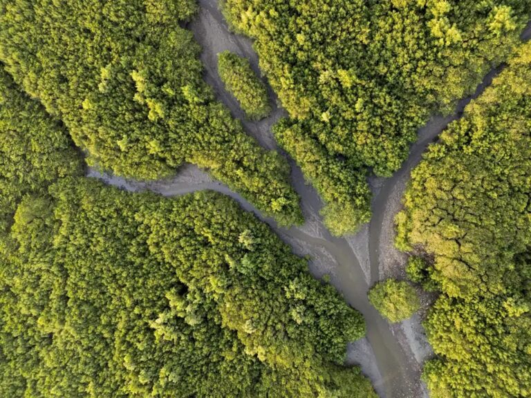 A Natureza como Sujeito de Direitos: Mudança Conceitual ou Marketing Ecológico?