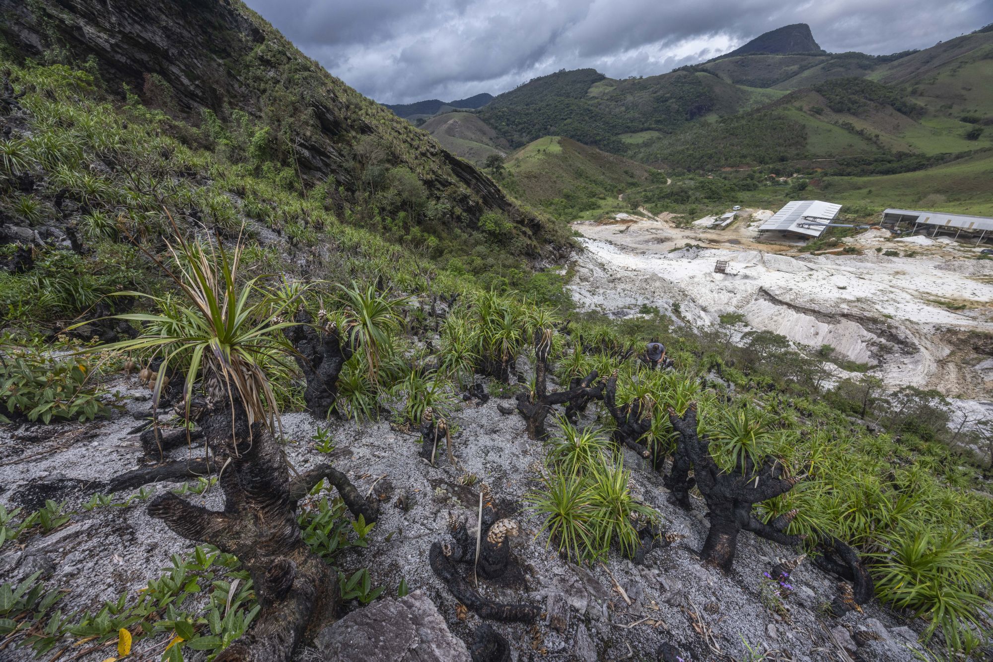 A corrida para salvar um dos últimos campos rupestres de Juiz de Fora