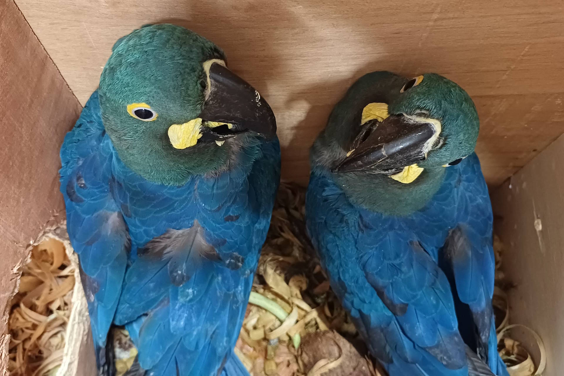Alemanha é o grande destino europeu do tráfico animal da América Latina