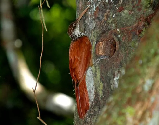 Arapaçu, o pica-pau “fake” da Amazônia