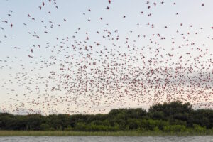 As incríveis revoadas de guarás no litoral paranaense