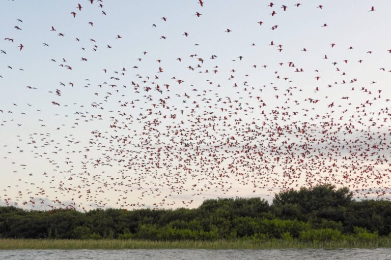 As incríveis revoadas de guarás no litoral paranaense