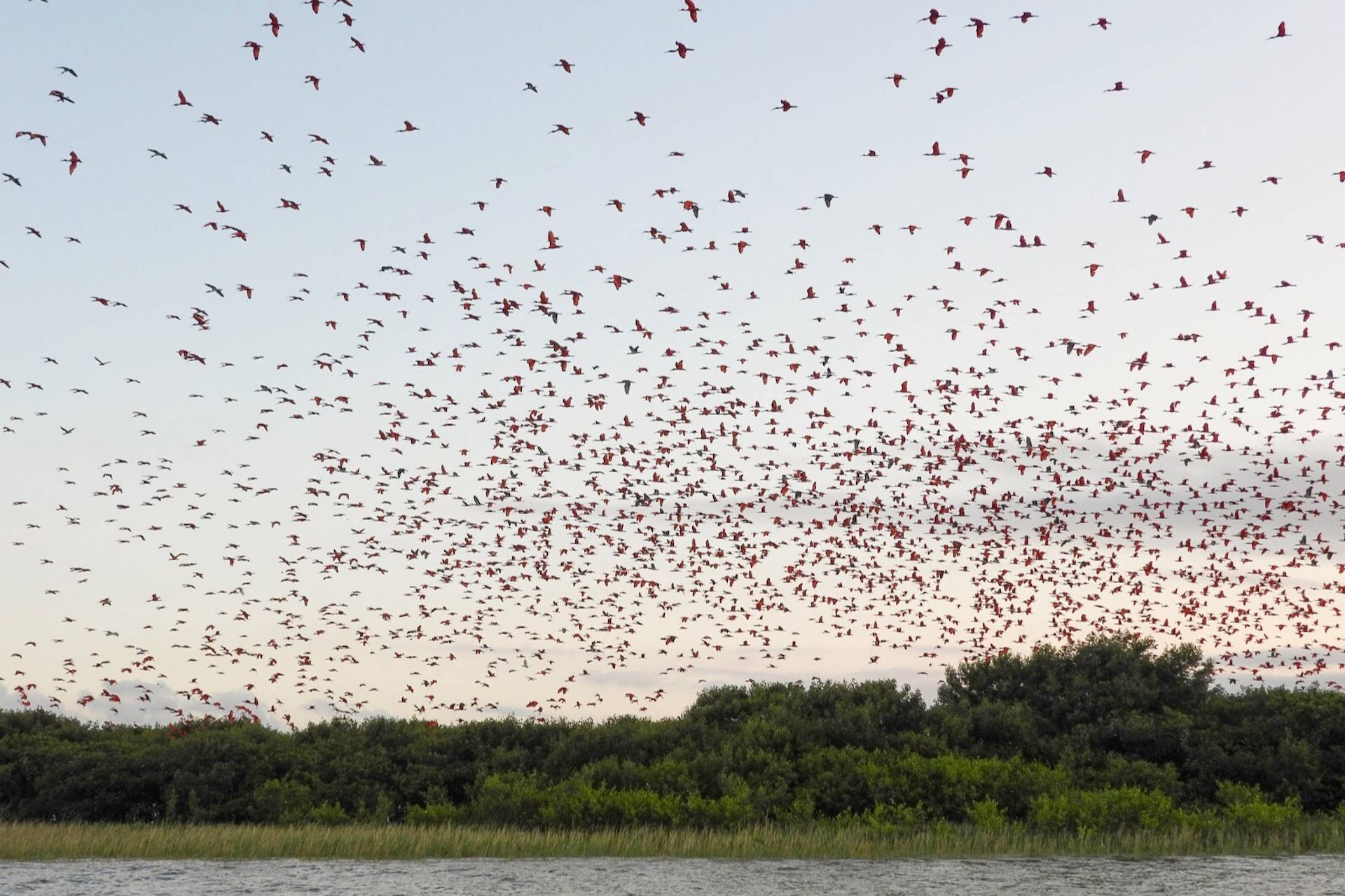 As incríveis revoadas de guarás no litoral paranaense
