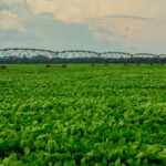 Barragens de irrigação ameaçam biodiversidade brasileira – 3: ameaças à biodiversidade