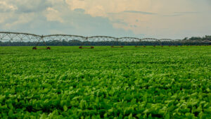 Barragens de irrigação ameaçam biodiversidade brasileira - 3: ameaças à biodiversidade