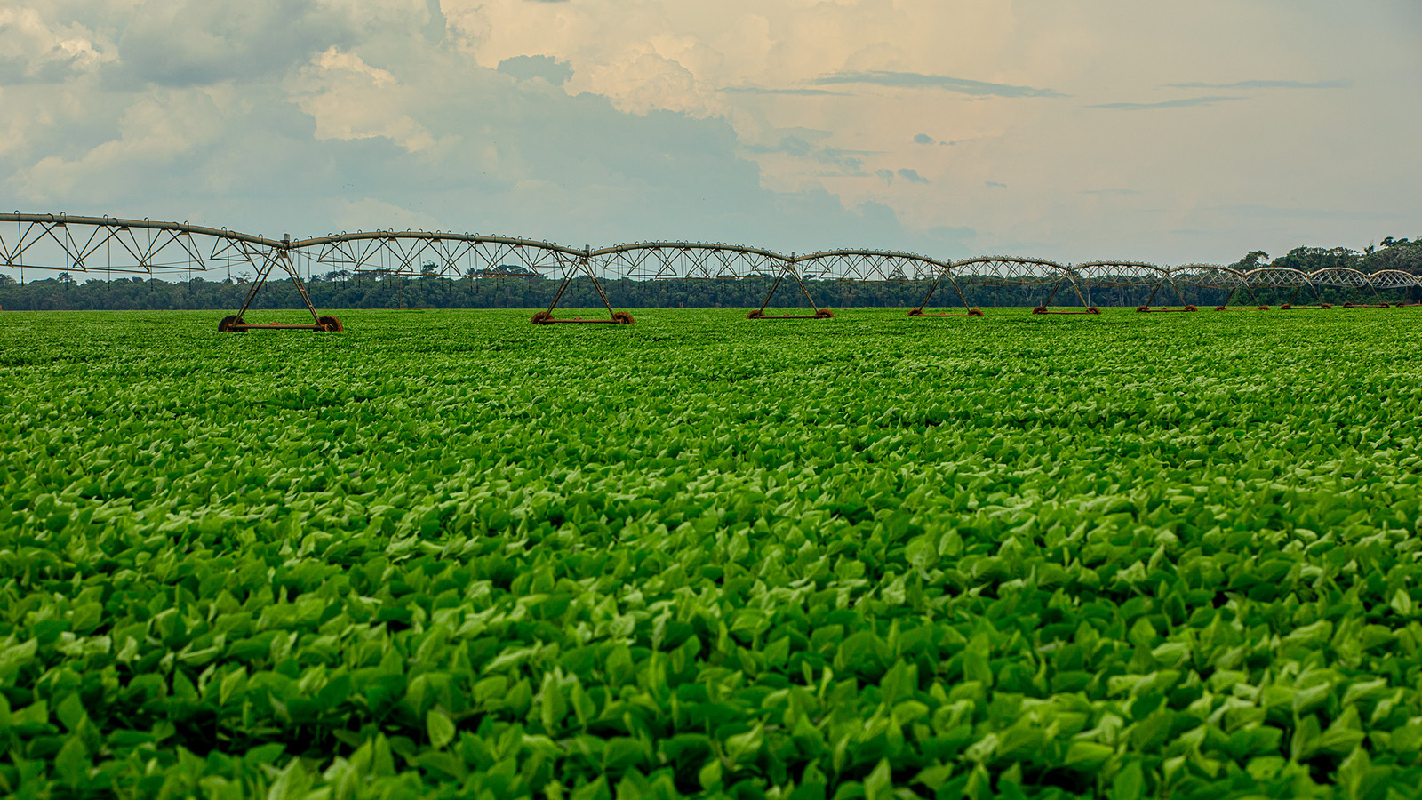 Barragens de irrigação ameaçam biodiversidade brasileira – 3: ameaças à biodiversidade