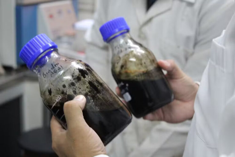 Bio-óleo produzido a partir do caroço de açaí no Amapá pode ser alternativa ao gás e petróleo