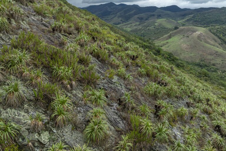 Campos rupestres ganham destaque em plano de conservação de Juiz de Fora