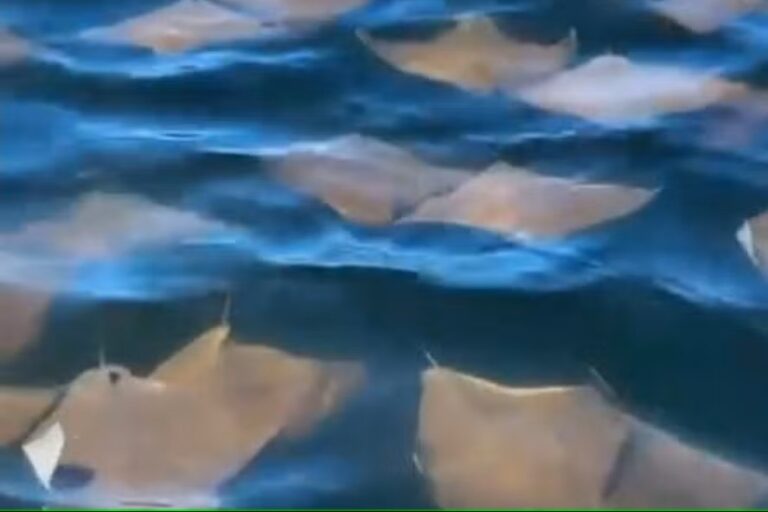 Cardume de raias faz “desfile” surpresa em pleno Carnaval carioca