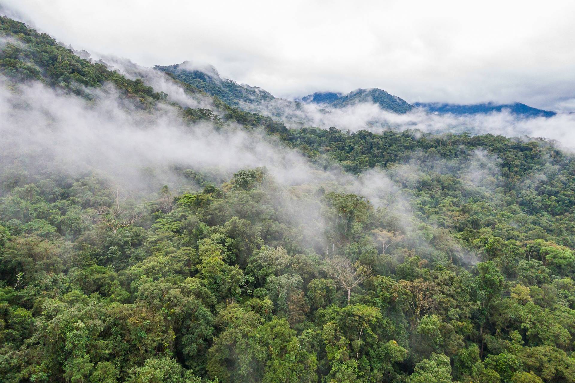 Cientistas e ongs criticam acordo que mantém caça numa reserva biológica de Mata Atlântica