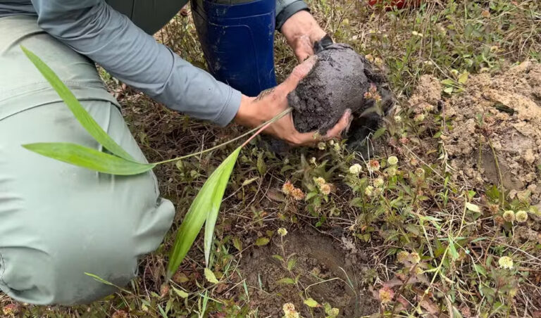 Comunidade indígena do Amazonas transforma áreas degradadas em sistemas agroflorestais sustentáveis