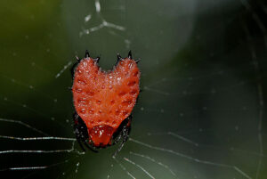 Coração ou morango? Aranha vermelha chama atenção na Amazônia