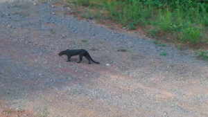 Em rara aparição, gato-mourisco é flagrado no Pará