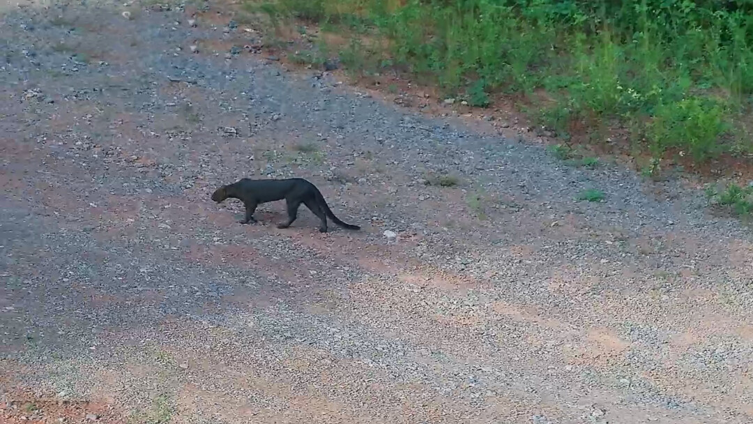 Em rara aparição, gato-mourisco é flagrado no Pará