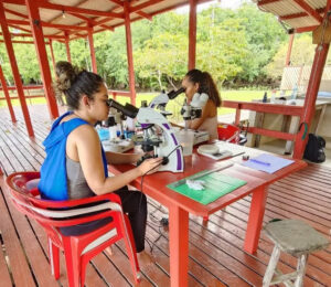 Espécie inédita de parasita é descoberta no peixe 'lambari' por pesquisadores do Amapá