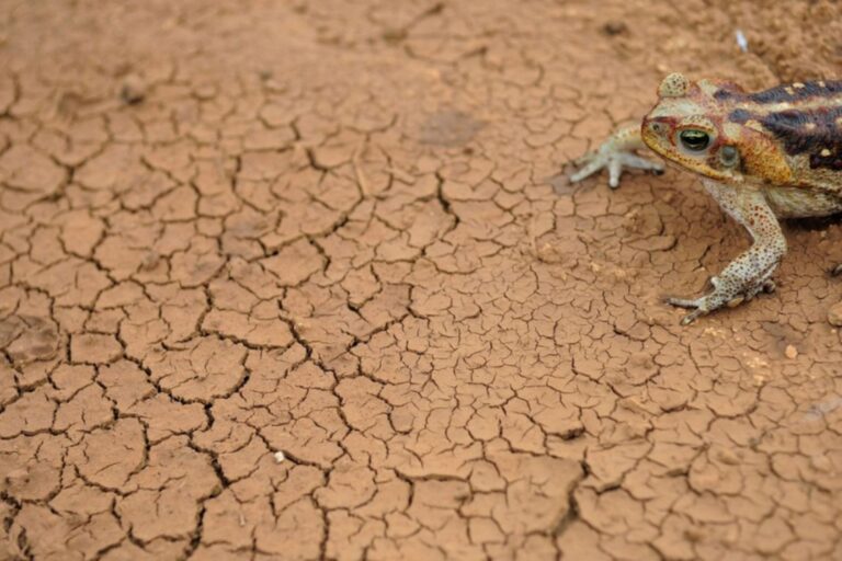 Exposição fotográfica e livro retratam a crise hídrica no Brasil 