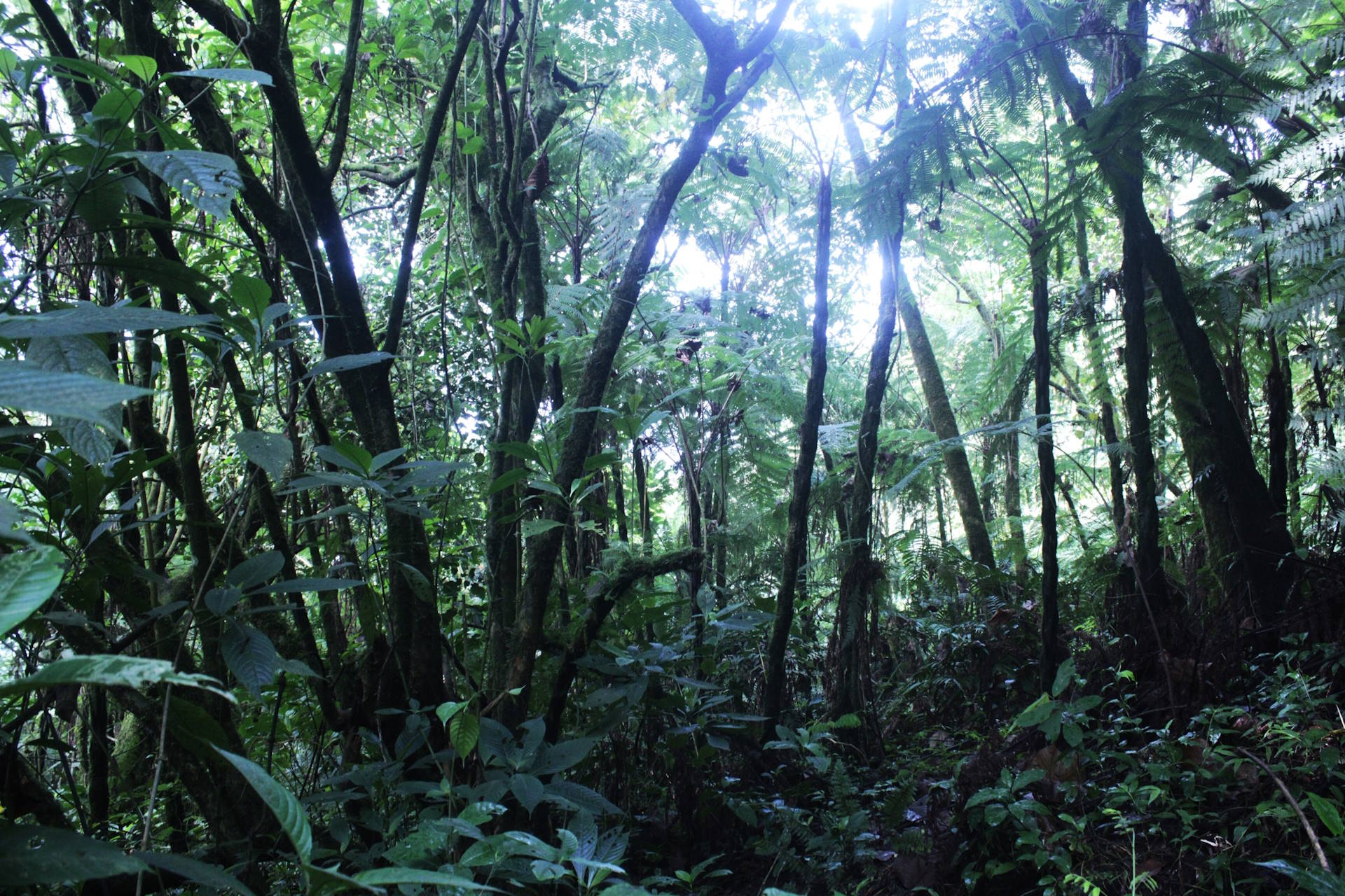 Fundo bilionário para florestas tropicais começa a ganhar corpo, avalia o governo 
