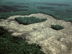 Manchas grandes de floresta têm mais biodiversidade do que fragmentos menores somados