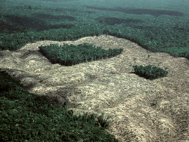 Manchas grandes de floresta têm mais biodiversidade do que fragmentos menores somados