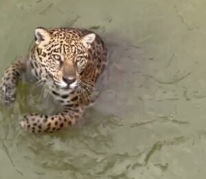 Mura, a onça que encantou internautas no Amazonas