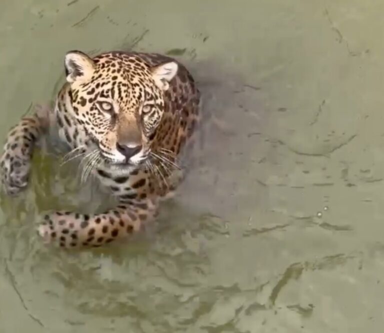 Mura, a onça que encantou internautas no Amazonas