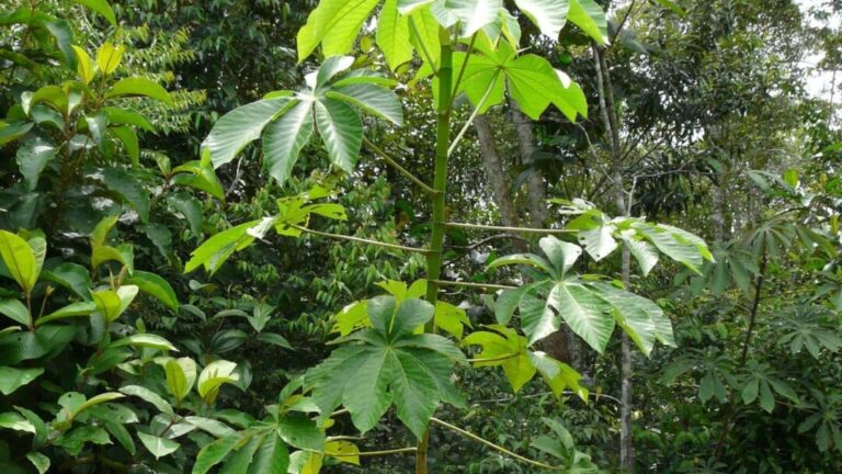 Nova espécie de imbaúba descoberta em Manaus é classificada como vulnerável
