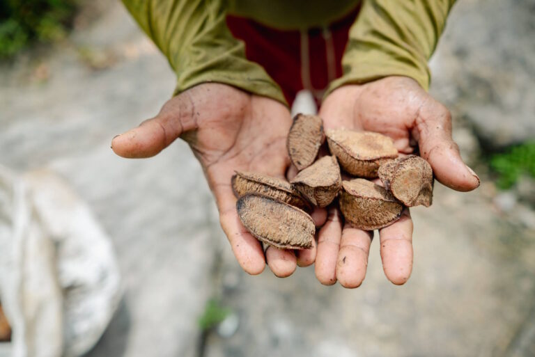 O sabor da Amazônia está mudando