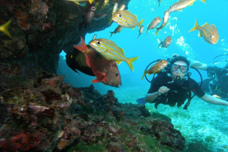 “Parque de mergulho”: proposta prevê nova categoria de unidade de conservação