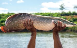 Peixes conseguem respirar fora d'água?