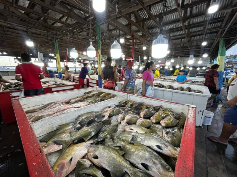 Portal Amazônia responde: o que é pitiú?