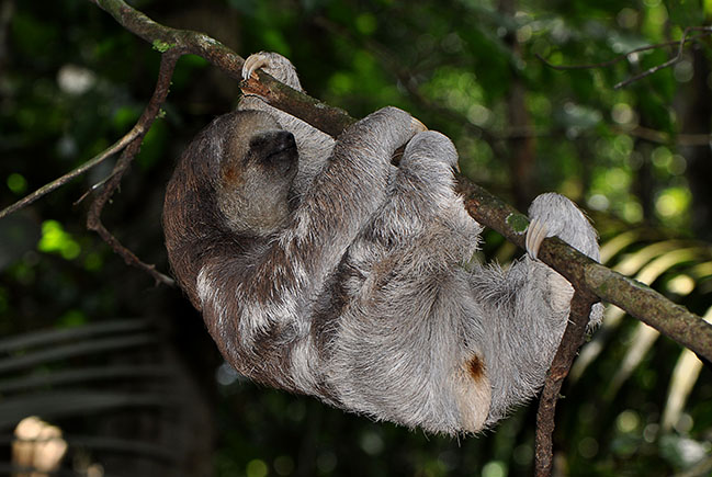 Preguiça-de-bentinho: a vida calma e solitária de um habitante da Amazônia