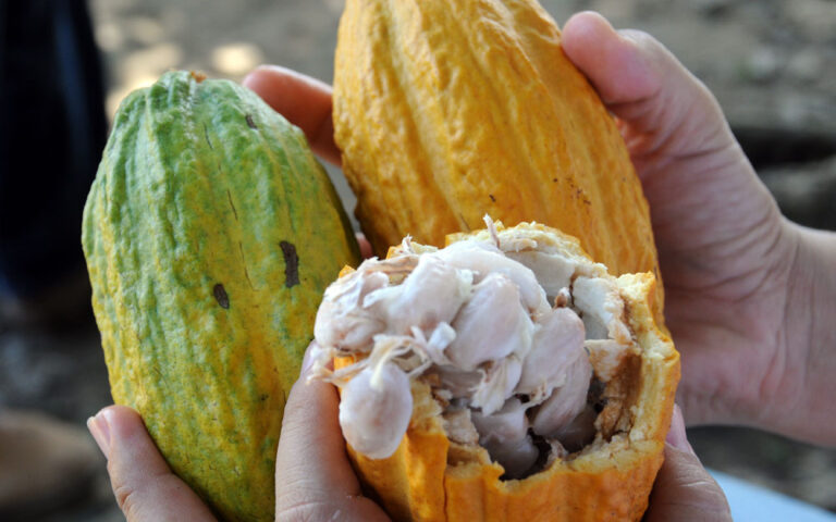 Rondônia sedia Concurso Nacional de Cacau pela primeira vez