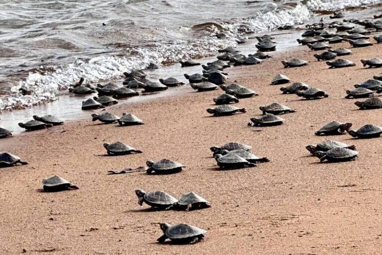 Santuário para quelônios: conheça o Refúgio de Vida Silvestre Tabuleiro do Embaubal