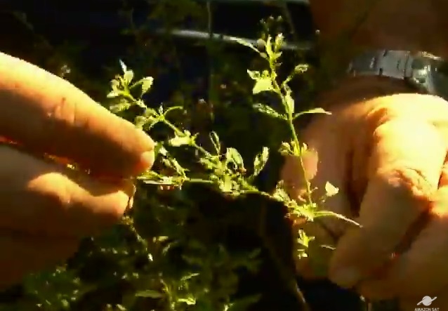Vassourinha, a planta medicinal usada em benzimentos