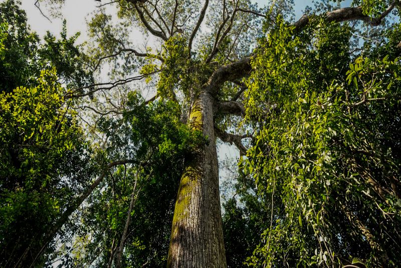 berçário da maior árvore da Amazônia