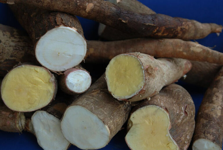 indígenas tiveram papel na disseminação da mandioca