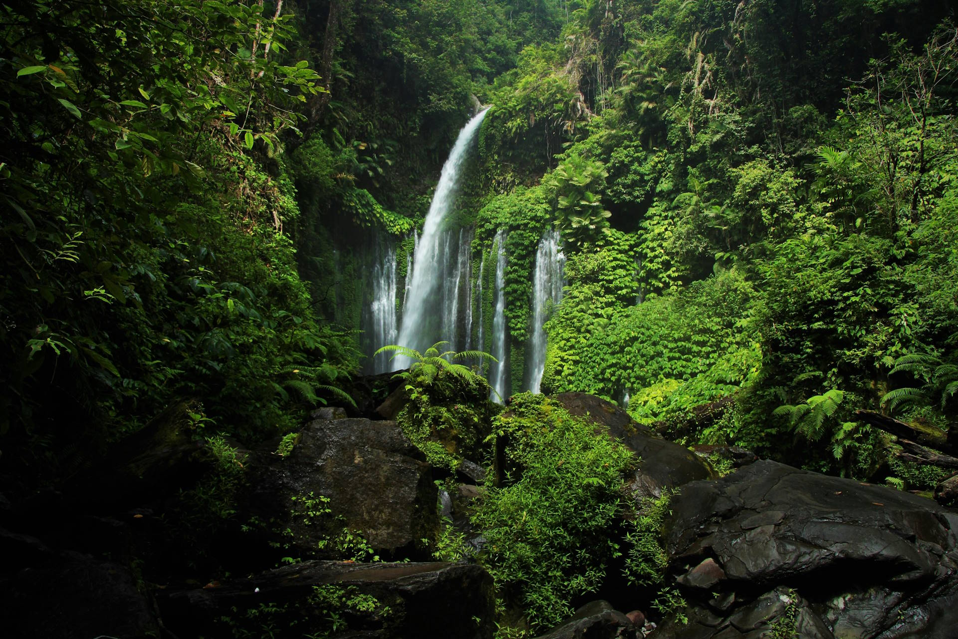 A biodiversidade merece mais destaque na COP 30 de clima, dizem especialistas